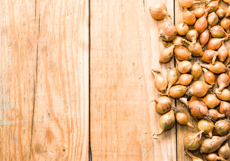 Shallot onions, seedlings for planting in spring seasonの写真素材