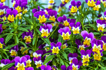 Beautiful pansy flower, macroの写真素材