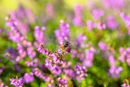 Beautiful autumn wallpaper with bee on heather flowers, macro, fall in Poland