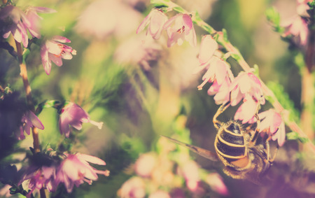 Beautiful bee on flower of heather in autumn, wallpaper, vintage photo