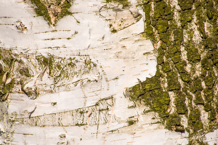 White birch bark texture, backgroundの写真素材