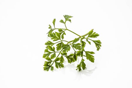 Twig of parsley isolated on a white backgroundの写真素材