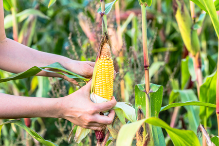 Woman's Hands picking corn on field in harvesting autumn season, seasonal manual worker in work