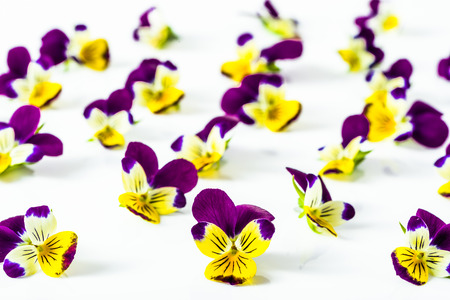 Beautiful flowers violets, floral pattern arranged on white background, selective focusの写真素材