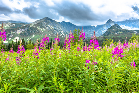 Summer flowers in mountains, panoramaの写真素材