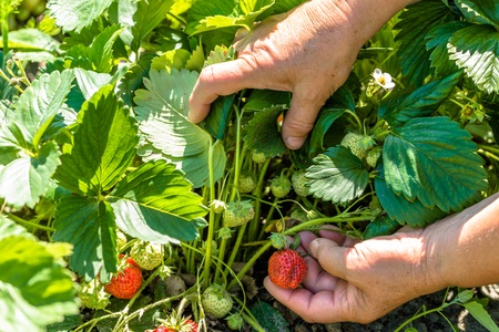 Field with strawberry harvest, hands picking strawberries from plants with ripe fruits, organic farming conceptの写真素材