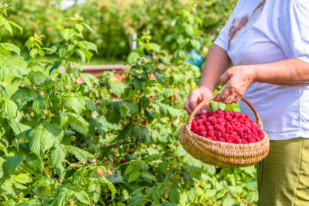 Autumn gardening, woman harvesting raspberries, picking fruits from raspberry bushes