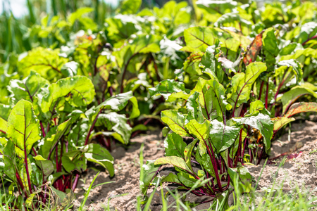 Organic vegetable garden, bed with beetroot leaves