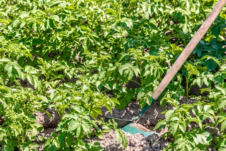 Green potato plants in the garden, plowing the field of potatoes with the manual garden tool, organic farming conceptの写真素材