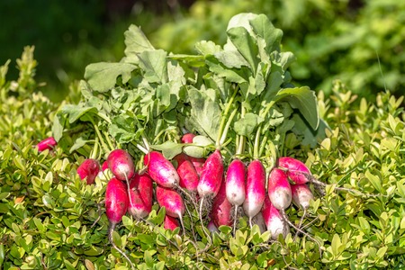 Organic vegetables. Farm fresh produce - freshly harvested radish in the garden.の写真素材