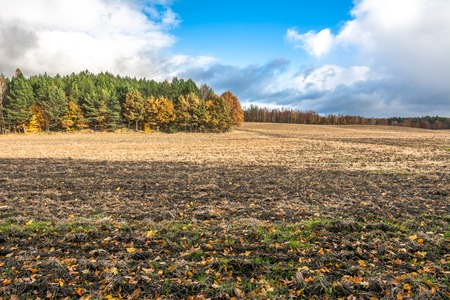 Plowed field in autumn, landscape with forest and yellow treesの写真素材