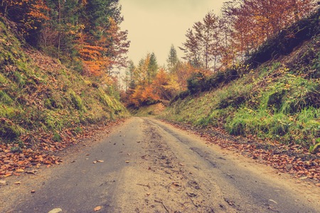 Oktober landscape of road in autumn forest, path in nature at fall, image tonedの写真素材