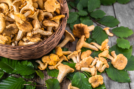Fresh chanterelles mushrooms in a basket on wooden tableの写真素材