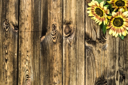 Sunflowers on wooden background, autumn flowersの写真素材