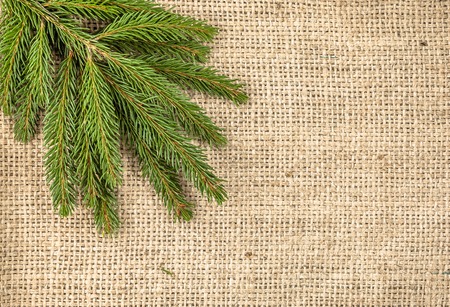 Green christmas tree branch on rustic backgroundの写真素材