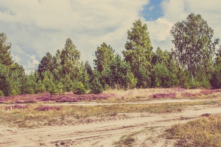 Countryside landscape with heather flowers in the forest at the roadの写真素材