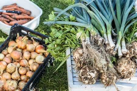 Assorted vegetables, organic farming concept