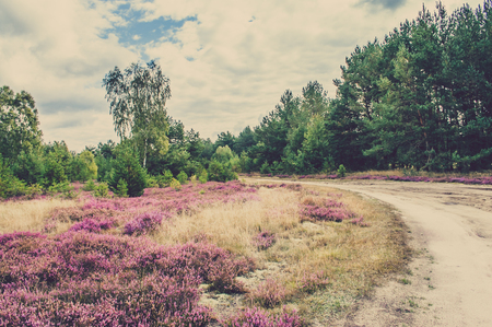 Countryside landscape with heather flowers in the forest at the roadの写真素材
