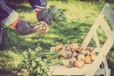 Organic vegetable, farmer with harvested produce. Farmers hands working at harvest of vegetablesの写真素材