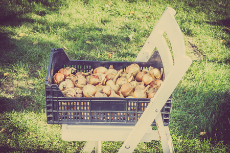Organic vegetables - fresh harvested produce in the garden, local farming conceptの写真素材