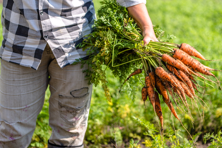 Farmer holding a carrots from the soil, bio produce from local farming, organic vegetable fresh harvested from the gardenの写真素材