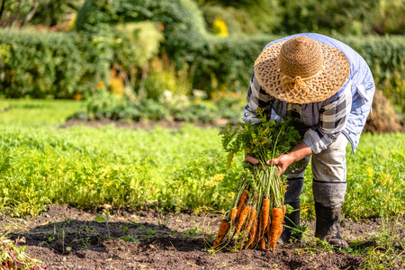 Farmer holding a carrots from the soil, vegetables from local farming, organic produce harvested from the garden, fall harvestの写真素材