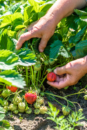 Field with strawberry harvest, hands picking strawberries, organic farming conceptの写真素材