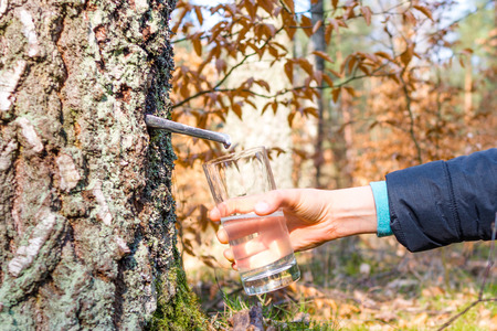 Collecting of birch juice, spring diet and healthy lifestyle conceptの写真素材