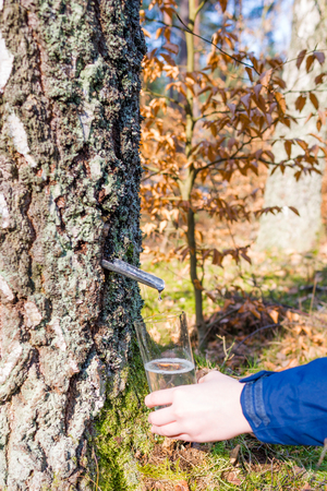 Collecting of birch juice, spring diet and healthy lifestyle conceptの写真素材