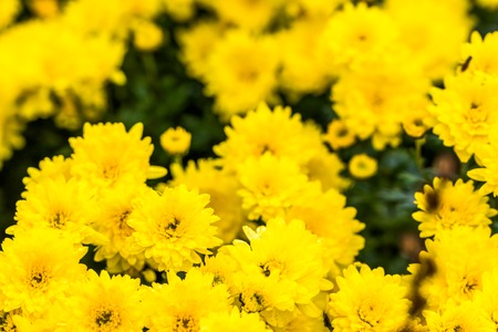 Yellow chrysanthemum background, autumn flowers bouquetの写真素材