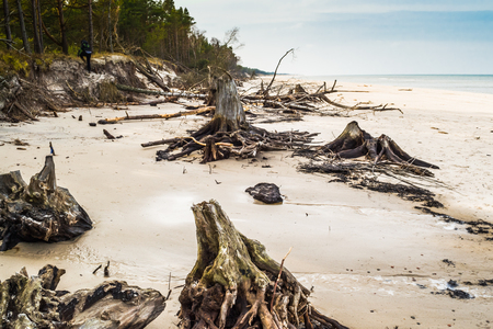 Empty beach. Deserted landscape and fallen tree trunks, natural state of nature, Slowinski National Park, Poland, Baltic Seaの写真素材