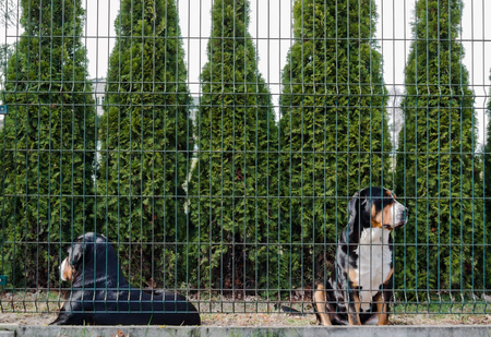 Two greater swiss mountain dog sitting behind the fence and watch the propertyの写真素材