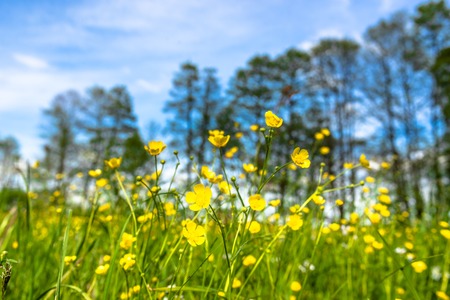 Spring flowers on meadow and blue skyの写真素材
