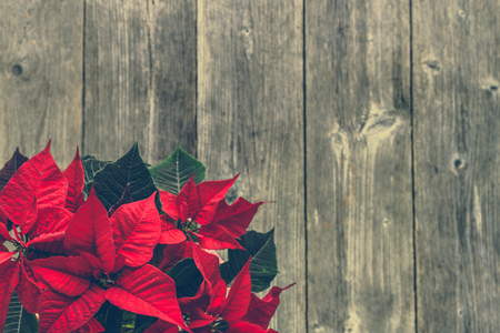 Christmas card with decoration, christmas poinsettia red flower on wooden backgroundの写真素材
