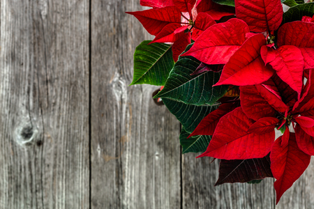 Christmas background with decoration, christmas poinsettia red flower on wooden rustic tableの写真素材