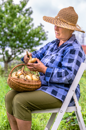 Senior farmer in the garden with produce harvested fresh from the organic garden or  vegetable farm, local farming conceptの写真素材
