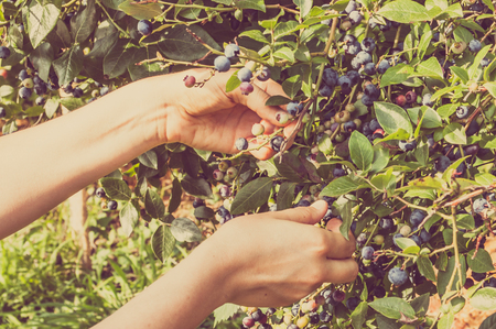 Women hands picking blueberries from big bushes of american blueberryの写真素材