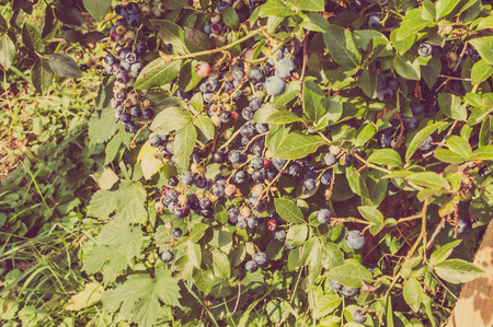 Bushes of american blueberries with fruits on branches, vintage photo.の写真素材