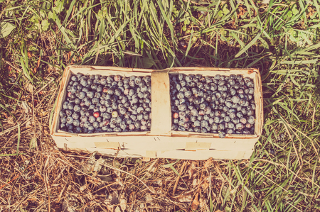 Fresh blueberries collected to the basket in harvest seasonの写真素材