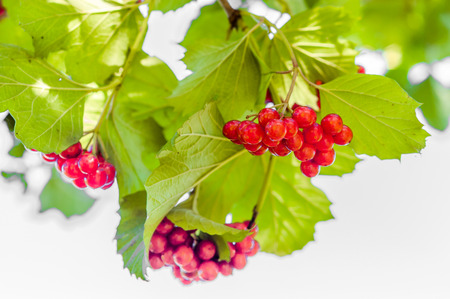 Viburnum red berries in the garden. Ripe fruits clusters on green branch.の写真素材