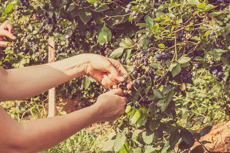 Women hands picking blueberries from big bushes of american blueberryの写真素材