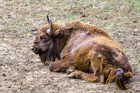 Auroch, animal in zoo. Aurochs lives in european nature reserves. Those animals are under protection.の写真素材