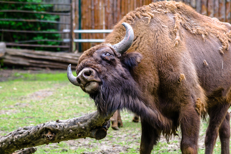 Auroch, animal in zoo. Aurochs lives in european nature reserves. Those animals are under protection.の写真素材