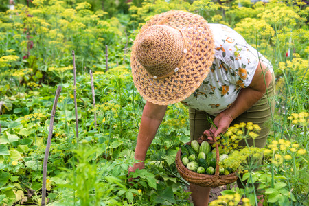 Woman harvesting vegetables in the garden, green cucumbers harvest in greenhouse. Organic farming produce and local farmer working on self farm.の写真素材
