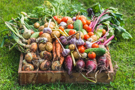 Bio vegetable box, freshly harvested vegetables in organic garden - local farming conceptの写真素材