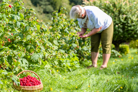 Autumn gardening, woman harvesting raspberries, picking fruits in seasonの写真素材