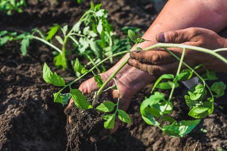 Tomato seedling in hands of farmer. Garden work in spring and organic gardening concept.の写真素材