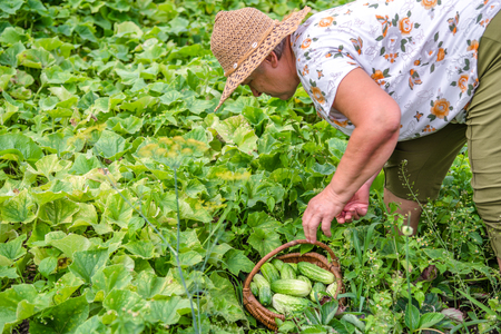 Farmer on field picking cucumbers in organic vegetable garden, harvest of vegetables, bio farming conceptの写真素材