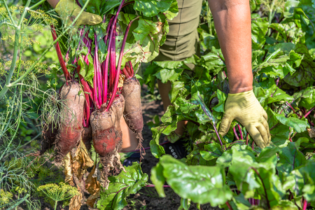 Bio organic growing and harvest of vegetable. Fresh farm vegetables in farmer garden. Beet harvesting on field.の写真素材