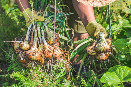 Autumn harvesting. Farmer with vegetables, harvest of garden produce. Organic dirty onion from the ground, local farm concept.の写真素材